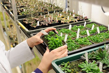 ENS métiers recherche  culture d'Arabidopsis